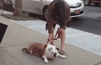 400_260gif 动态图 动图