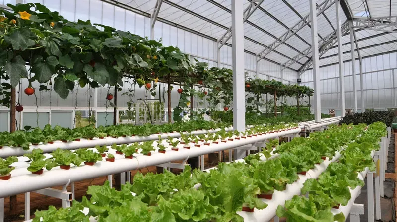 温州龙湾:围垦滩涂变身都市农业示范园